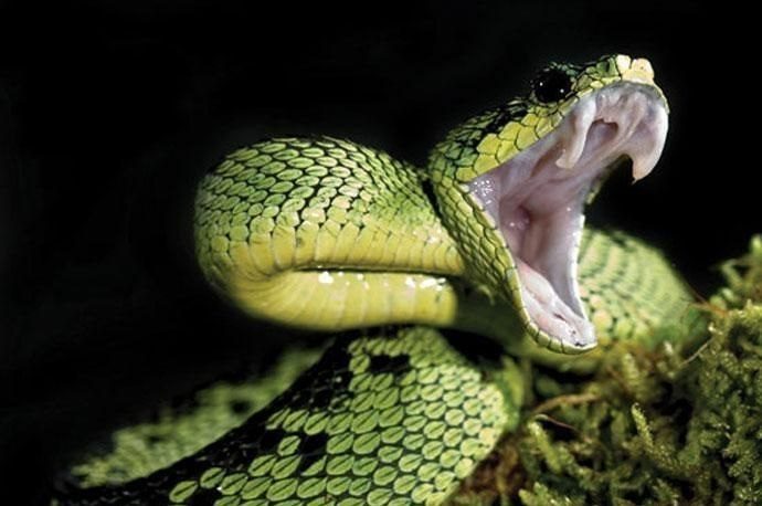 What does it mean to dream of a snake bite?