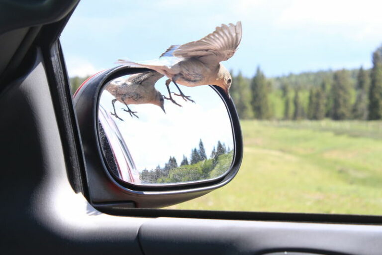 What Does it Mean When a Bird Lands on Your Car Mirror?