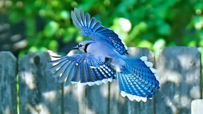 what does a blue jay symbolize in the bible