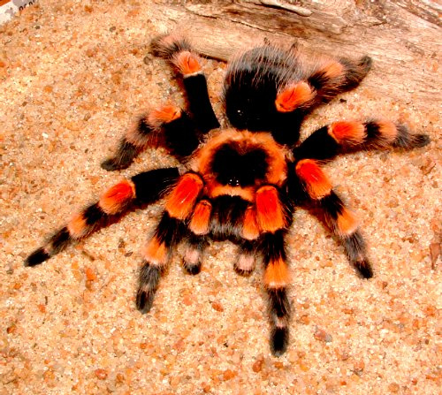 The Spiritual Significance of Spiders in the Bible