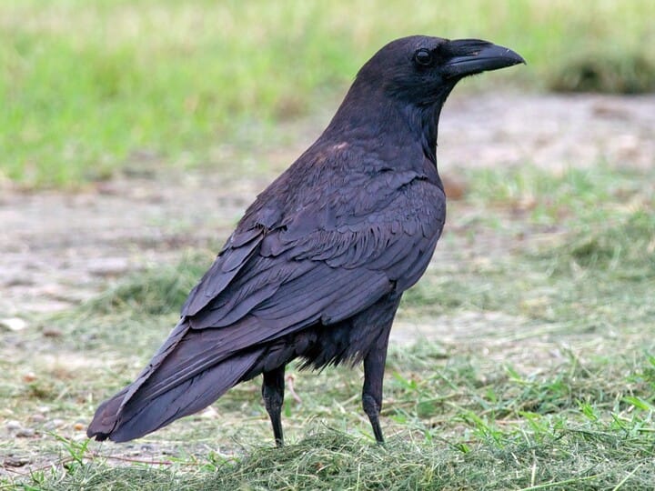 The spiritual meanings behind seeing 2, 3, 4, or 5 ravens