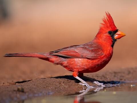 Discovering the True Meaning of a Red Bird