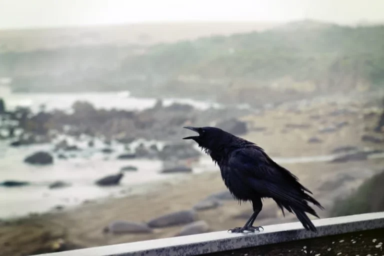 Uncovering the Mystical Meanings of Crows Cawing in the Morning: Is it Good or Bad?