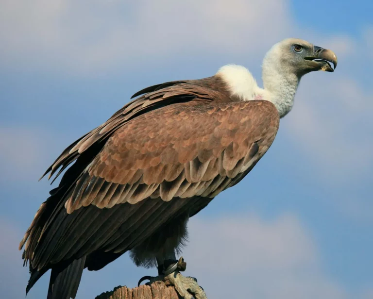Uncovering the Hidden Biblical Meanings of Seeing a Vulture
