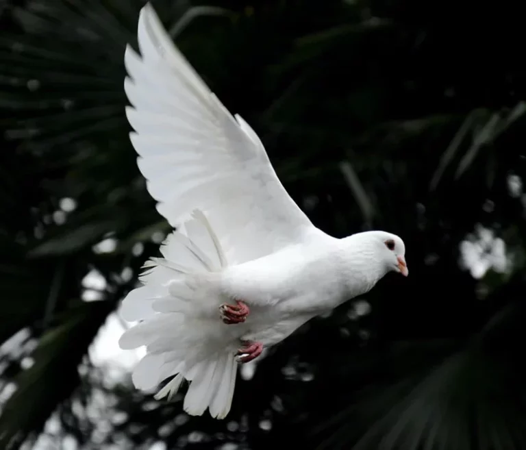 The Meaning of a White Dove Symbolism