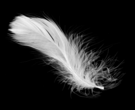 The Meaningful Significance of the White Feather