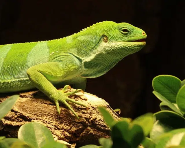 The Biblical Meaning of Lizards in Dreams
