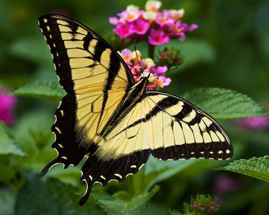 Spiritual Meaning of the Yellow Monarch Butterfly