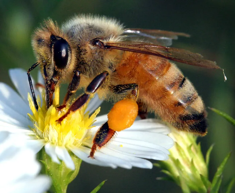 The Meaning of Bees Landing & Flying Around You