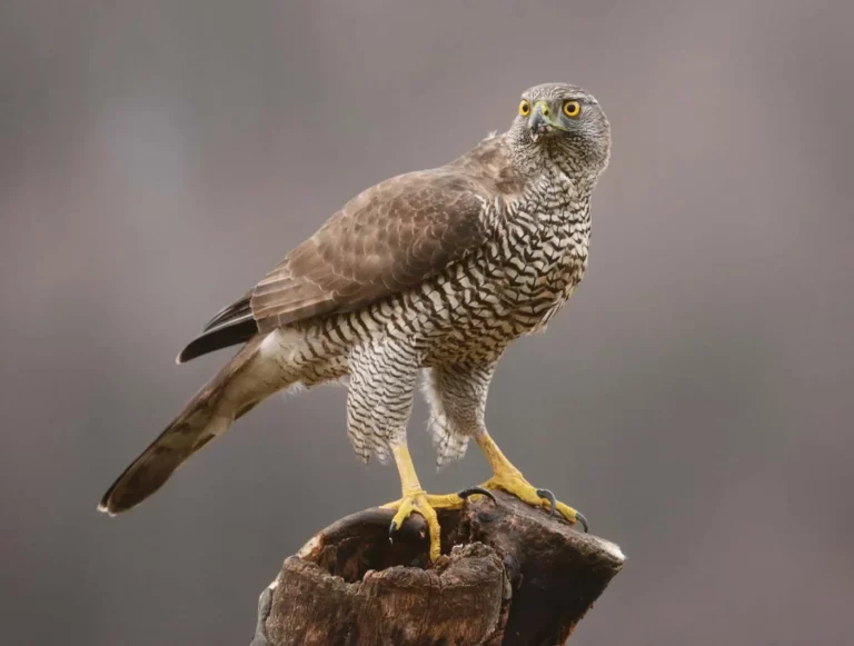 The Spiritual and Symbolic Meaning of Seeing a Hawk
