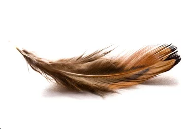 What Do Brown Feathers Symbolize in the Bible?