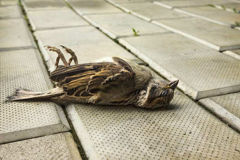 The Mysterious Significance of Dead Bird Symbolism: Uncovering Its Hidden Meaning
