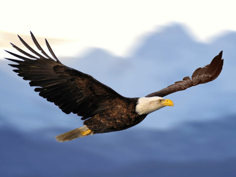 What does a bald eagle symbolize?