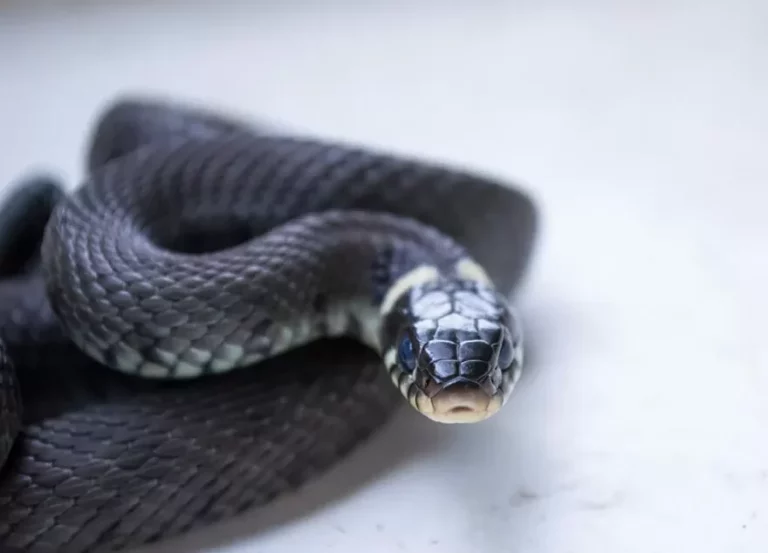 The Spiritual Meaning of a Black Snake in the House