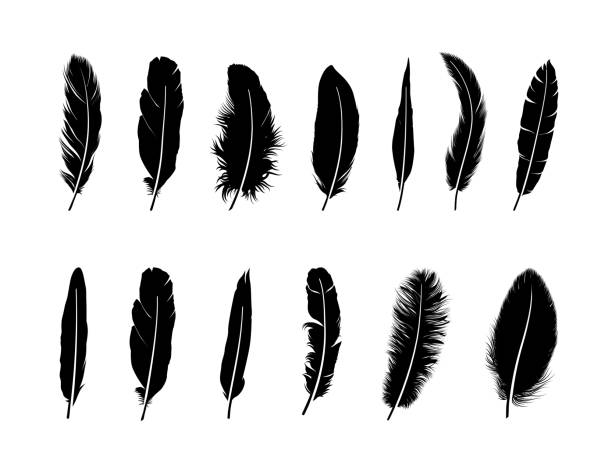 Spiritual Meaning of Black Feathers