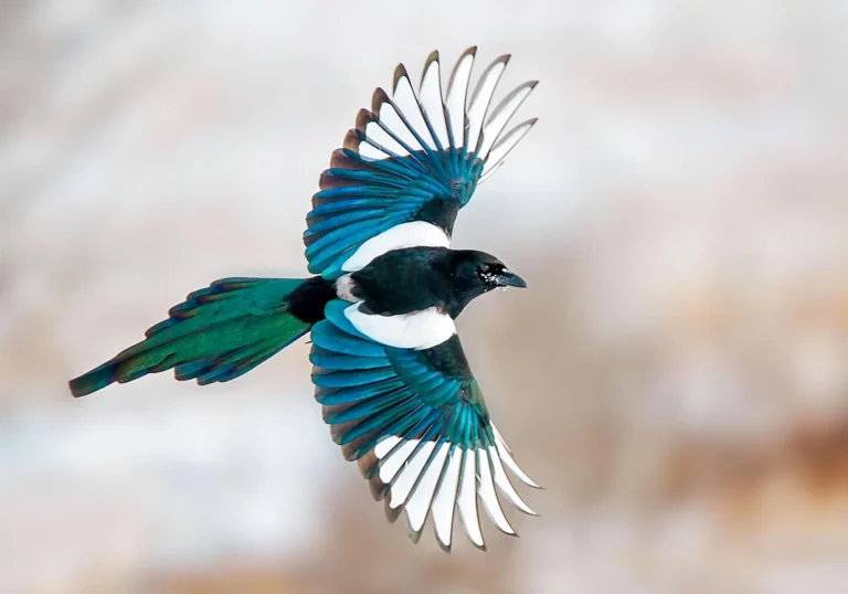 The Mystical Significance of Magpies: Uncovering the Spiritual Meaning Behind Their Visits