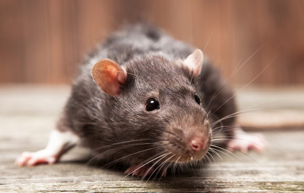 The Spiritual Meaning of a Rat Crossing Your Path