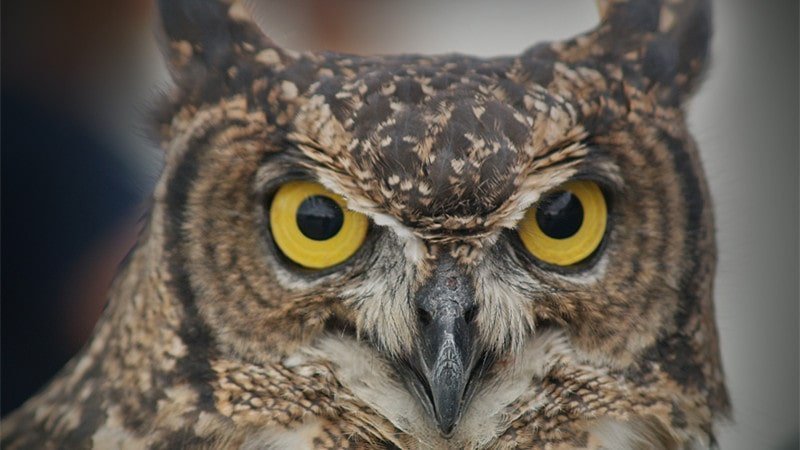 Understanding the Meaning Behind Hearing an Owl's Call