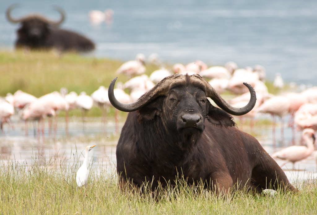 Exploring the Symbolic Meaning of Dreaming About Buffalo