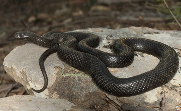 Unraveling the Dark Secrets of Dreams Black Snakes