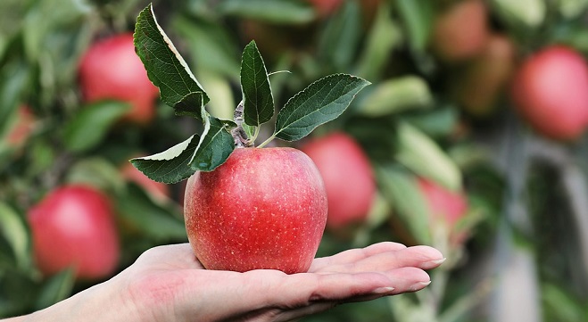 The Spiritual Meaning of Apples