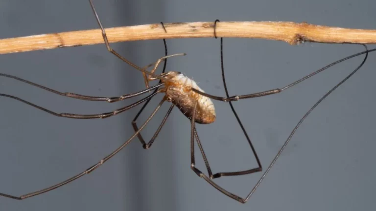 The Spiritual Meaning of Daddy Long Legs