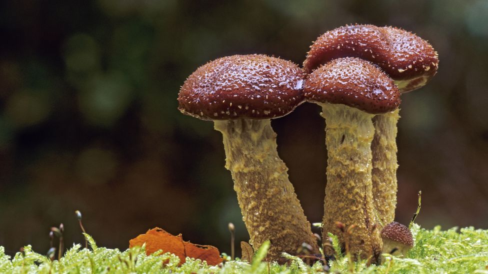The Mystical Meanings of Mushroom Symbolism