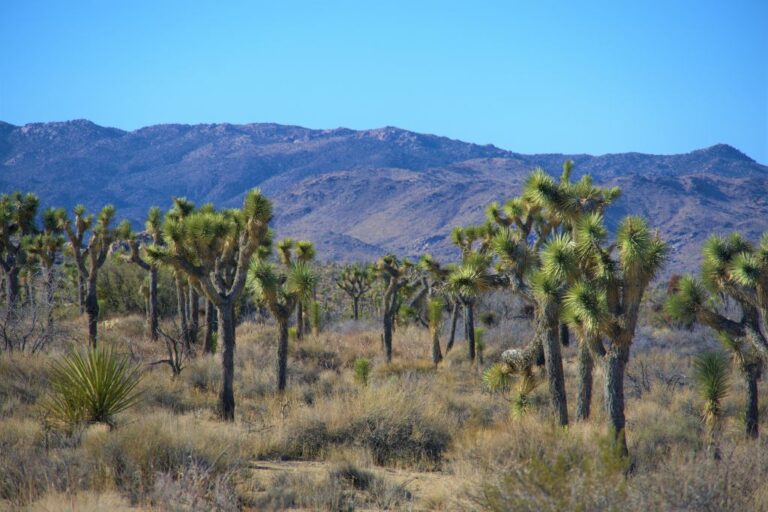 Discovering the Spiritual Meaning Behind Joshua Tree