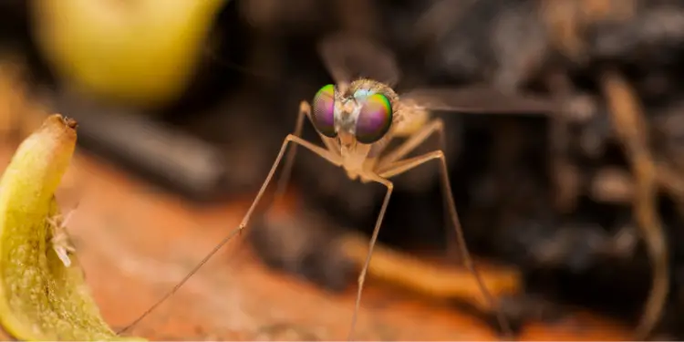 Unlocking the Mystical Significance of Fruit Flies
