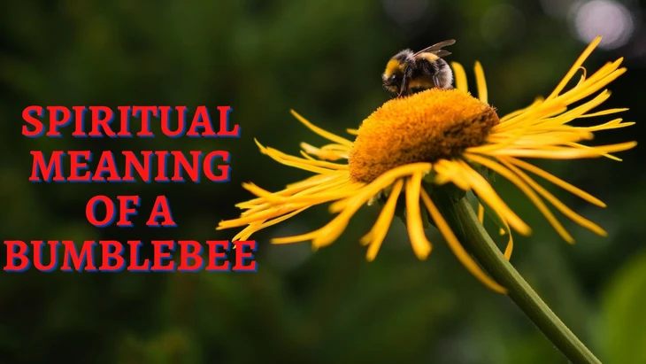 The Symbolism and Hidden Meanings of the Bumblebee