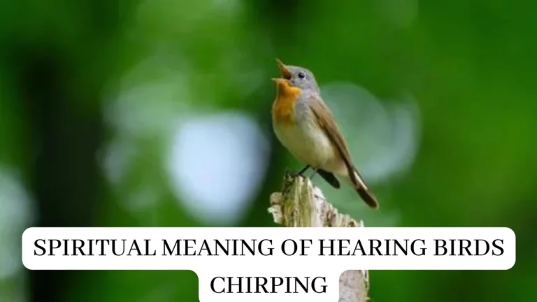 Spiritual Meaning Behind Hearing Birds Chirping at Night