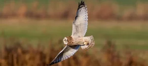 Is Killing an Owl Really Bad Luck? Find Out Here!