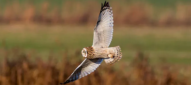 Is Killing an Owl Really Bad Luck? Find Out Here!