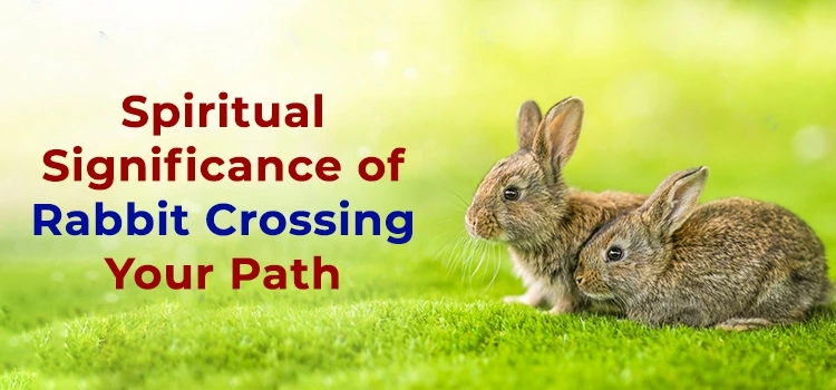 What Does It Mean When a Rabbit Crosses Your Path?