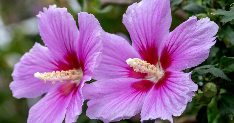 Discover its Symbolism and Meaning of Rose of Sharon
