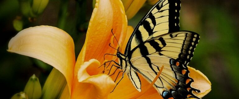 Spiritual Meaning Of Black And Yellow Butterfly
