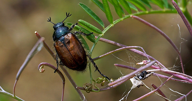 The Spiritual Meaning of a June Bug