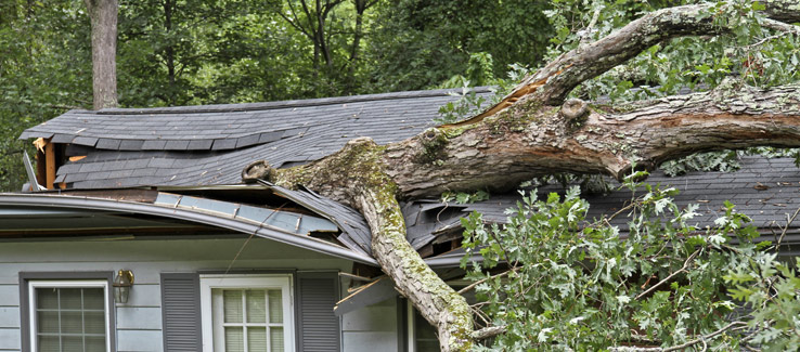 What does it mean when a tree falls on your house?