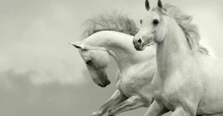 White horse meaning in relationship