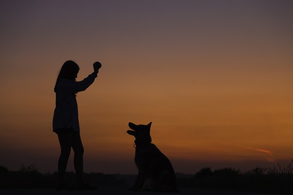 spiritual Meaning Why do dogs cry at night?