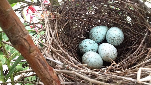 The Spiritual Meaning Behind Finding a Bird Egg