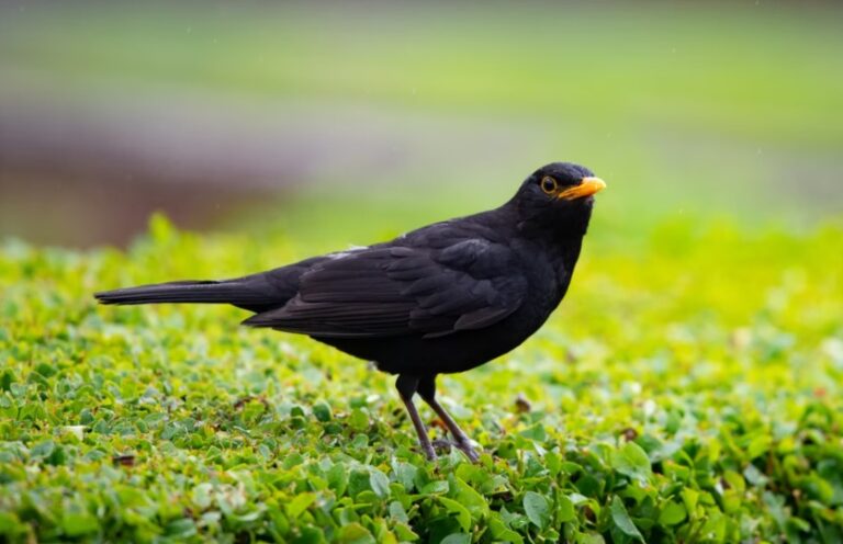 Spiritual Meaning Of The Blackbird