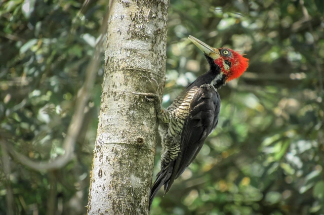 Spotting a Red Headed Woodpecker