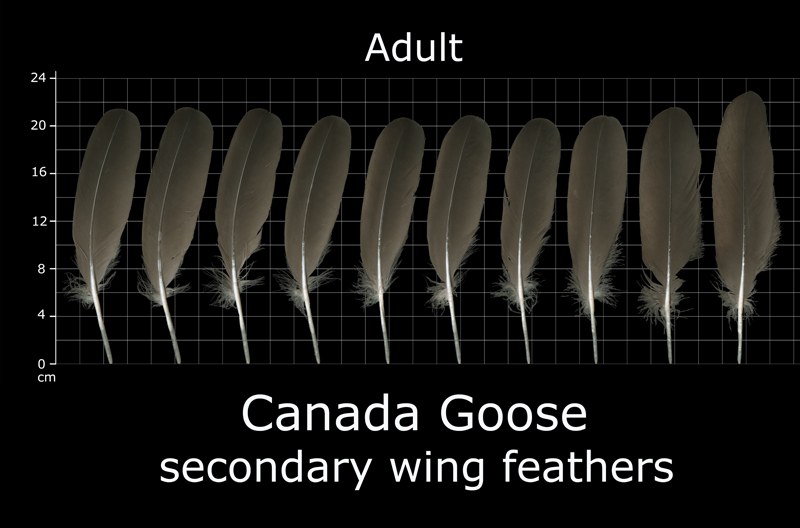 The Fascinating Symbolism Behind Canadian Goose Feathers