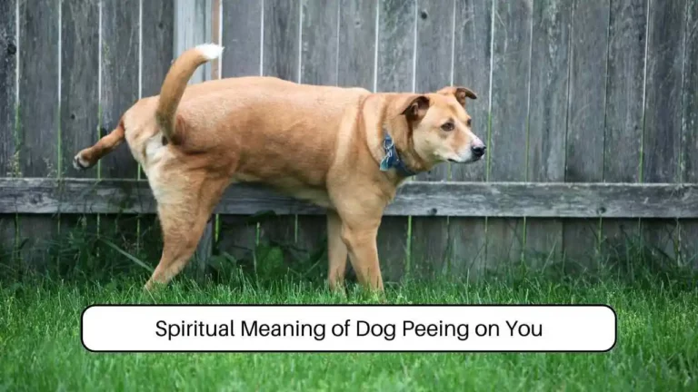 The Spiritual Meanings and Symbolism of Dog Urine