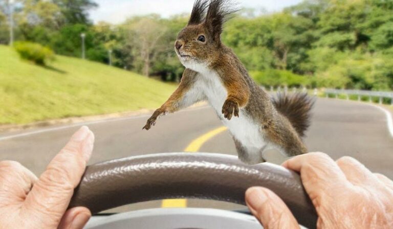 The Spiritual Meaning of Accidentally Running Over a Squirrel