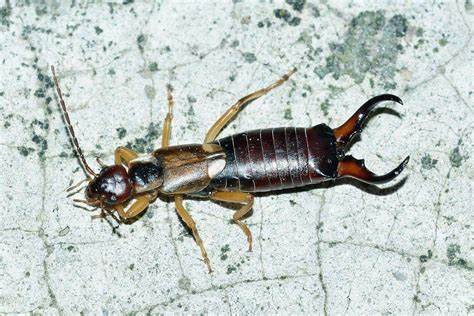 The Meaning of Earwig Spiritual Symbolism Unveiled