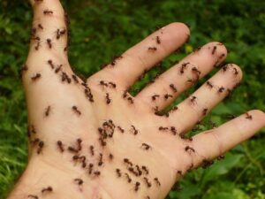 The Spiritual Interpretation of Ants Crawling on You