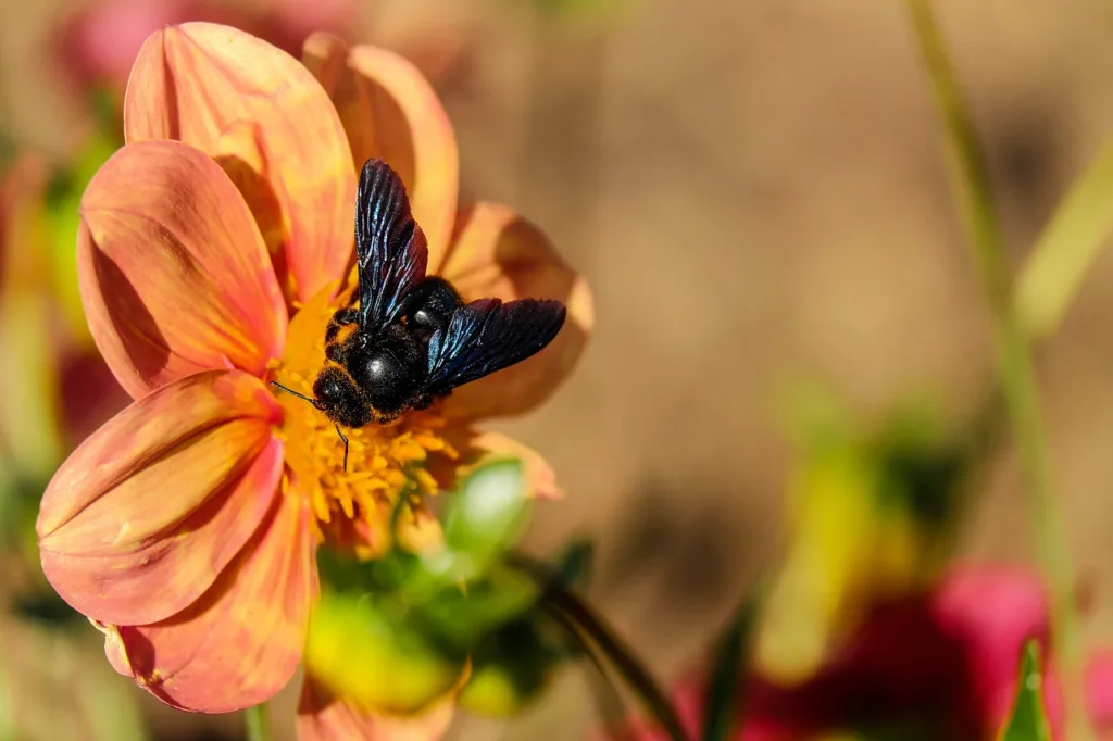 The Intriguing Carpenter Bee Meaning
