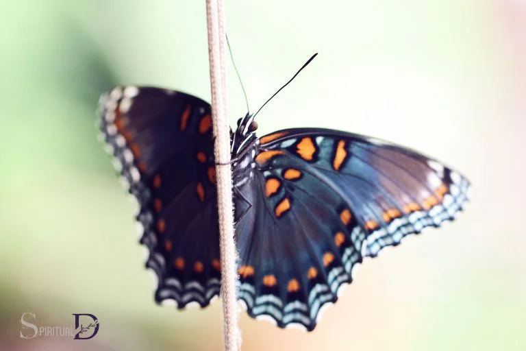 The Spiritual Meaning of the Red Spotted Purple Butterfly